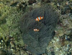Pulau Dua Bakongan, Pesona Pasir Putih dengan Keindahan Bawah Laut di Aceh Selatan