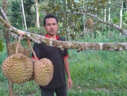 Nikmati Sensasi Durian Montong dari Desa Panton Luas Tapaktuan Langsung dari Pohonnya