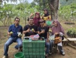 Yuk Rasakan Sensasi Memetik Jambu Kristal di Bakongan Timur, Serasa Kebun Sendiri