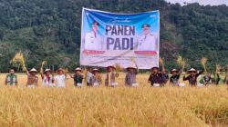 Bupati Aceh Selatan Pimpin Panen Raya di Kluet Timur, Tegaskan Komitmen Swasembada Pangan