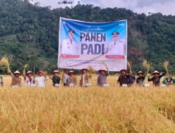 Bupati Aceh Selatan Pimpin Panen Raya di Kluet Timur, Tegaskan Komitmen Swasembada Pangan