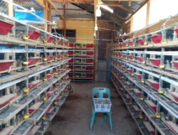 BUMG Harapan Bersama Tapaktuan Sukses Budidaya Puyuh, Produksi Tembus 2.600 Butir per Hari