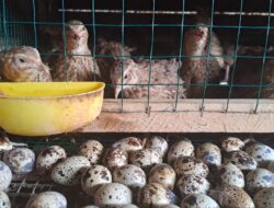 Telur Puyuh, Kecil Ukurannya Besar Manfaatnya bagi Kesehatan