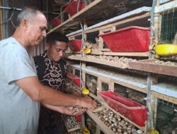 Produksi Telur Puyuh Melimpah, BUMG Harapan Bersama Gampong Tepi Air, Masih Terkendala Pemasaran