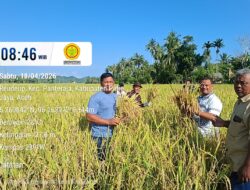 Produktivitas Padi di Pidie Jaya Capai 8,6 Ton per Hektare
