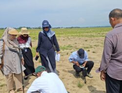 Sawah Tertimbun Lumpur Diuji di Laboratorium: Pemkab Gandeng BI dan USK Selamatkan Pertanian Pidie Jaya