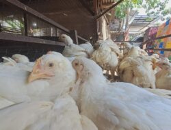 MBG Tapaktuan Jadi Motor Ekonomi Lokal, UMKM dan Tenaga Kerja Ikut Tumbuh
