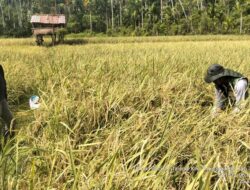 Produksi Padi Aceh Turun 44 Ribu Ton, Pidie dan Aceh Barat Justru Melonjak di Tengah Krisis Panen
