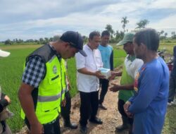 Plt Kadis Pertanian Pidie Jaya Gerak Cepat Turun ke Sawah, Serangan Hama Tikus Mulai Ancam Panen Petani