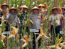 Terhubung Langsung dengan Presiden, Polres Pidie Jaya Panen Raya Jagung dan Dorong Ketahanan Pangan Nasional