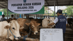 Sapi Kurban ASN Pidie Jaya Diperkirakan 153 Ekor, Data Resmi Malah Simpang Siur