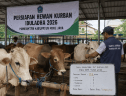 Sapi Kurban ASN Pidie Jaya Diperkirakan 153 Ekor, Data Resmi Malah Simpang Siur