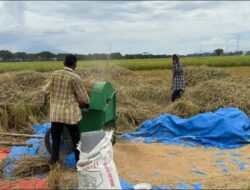 BULOG Catat Sejarah Baru, Serapan Gabah dan Beras Petani Tembus 3 Juta Ton