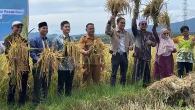 IPB Kenalkan Varietas Padi ‘Cerdas Iklim’ di Aceh, Siap Dongkrak Produktivitas hingga 11,5 Ton per Hektare