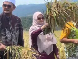 Tak Sekadar Panen, Pesantren di Aceh Jadi Pusat Uji Padi Generasi Baru