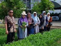 Istri Bupati Pidie Jaya Panen Sayur Sayuran Bersama ASN, Dorong Penguatan Ketahanan Pangan Daerah
