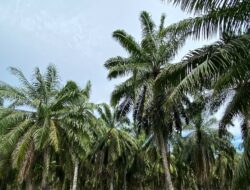 Konflik Lahan Puluhan Tahun di Aceh Selatan Masih Menanti Penyelesaian