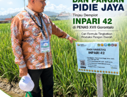 Plt Kadis Pertanian dan Pangan Pidie Jaya Tinjau Demplot Inpari 42 di PENAS XVII Gorontalo, Cari Formula Tingkatkan Produksi Pangan Daerah