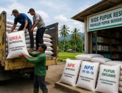 Distribusi Pupuk di Pidie Jaya Capai 305 Ton dalam Sepekan, Urea dan NPK Dominasi Penyaluran