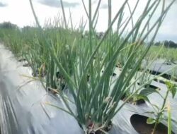 Sawah Hancur Diterjang Banjir Disulap Jadi Sentra Hortikultura, Pidie Jaya Gandeng Bank Indonesia Bangkitkan Ekonomi Petani