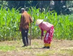 Terkubur Lumpur, Bangkit dengan Jagung: Pertarungan Pidie Jaya Menyelamatkan 30 Hektare Sawah dan Asa Ribuan Petani