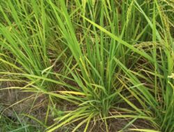 Sawah di Kedai Runding Aceh Selatan Mengering, Petani Khawatir Gagal Panen
