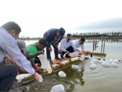 KKP Percepat Pemulihan 745 Hektare Tambak Terdampak Bencana di Pidie Jaya, Benih dan Pakan Disalurkan Gratis