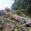 Angin Kencang Terjang Aceh Selatan, Pohon Tumbang dan Longsor Ganggu Arus Lalu Lintas di Jalur Nasional