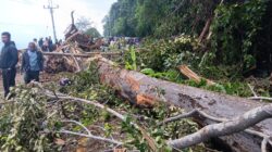 Angin Kencang Terjang Aceh Selatan, Pohon Tumbang dan Longsor Ganggu Arus Lalu Lintas di Jalur Nasional
