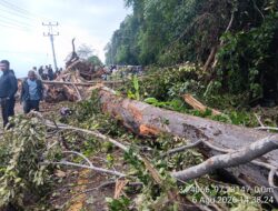 Angin Kencang Terjang Aceh Selatan, Pohon Tumbang dan Longsor Ganggu Arus Lalu Lintas di Jalur Nasional