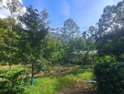 Durian Premium Mulai Dikembangkan di Aceh Selatan, Ratusan Pohon Ditanam di Jambo Papeun