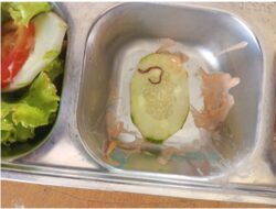 Diduga Ada Cacing dalam Menu MBG di SMAN 1 Tapaktuan, Pihak Sekolah Kembalikan Makanan