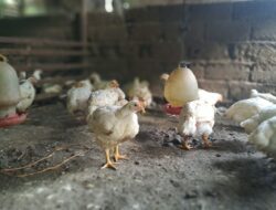 Harga Ayam Potong Tapaktuan Tembus Rp75 Ribu, Pedagang Sebut Permintaan Maulid dan MBG Tinggi