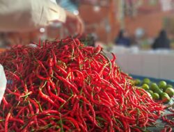 Harga Cabai Merah di Tapaktuan Tembus Rp100 Ribu per Kg, Warga Keluhkan Lonjakan Harga